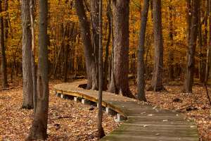 * Tempered Glass CuttingBoard Trees * Tempered Glass CuttingBoard Trees